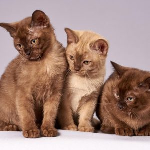Transportboxen und -taschen für Katzen